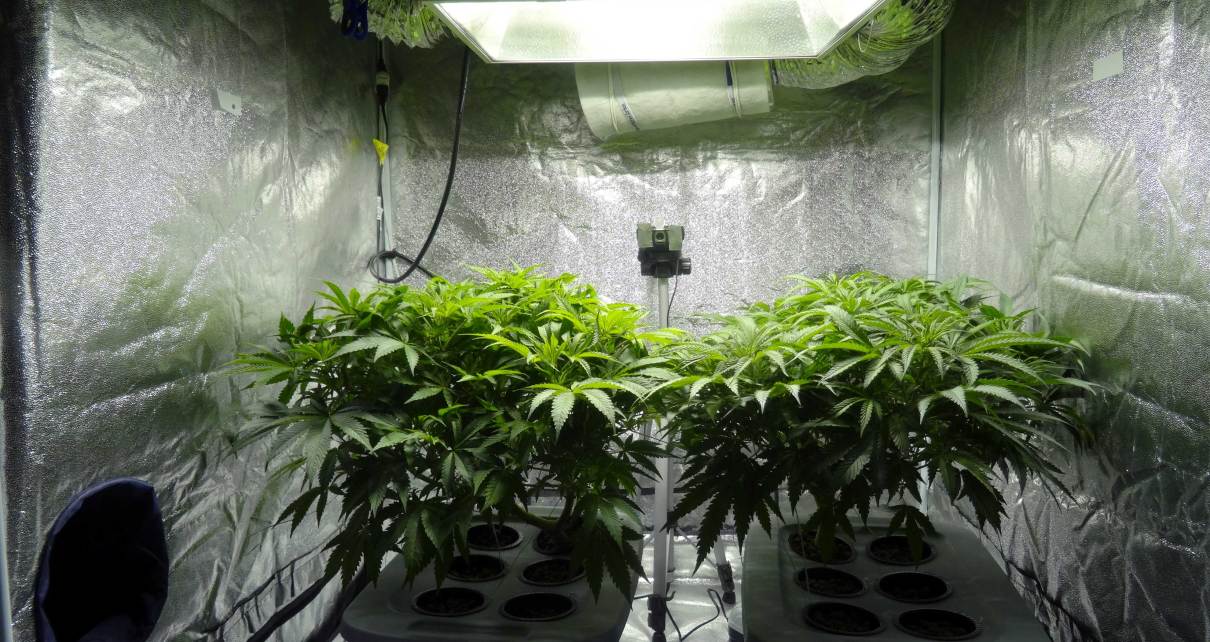 cannabis in grow tent